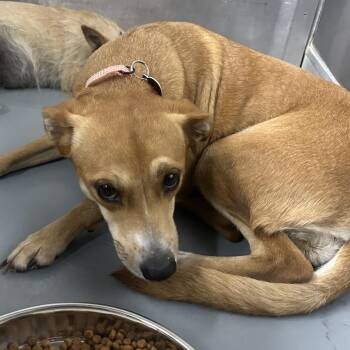 Chihuahua Dogs Available for Adoption in Richmond, California - ROSE | PetCurious