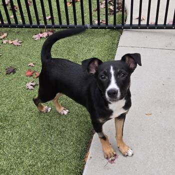 Rescue Feist and Mountain Cur Dogs for Adoption in Naperville, Illinois - Thumper | PetCurious