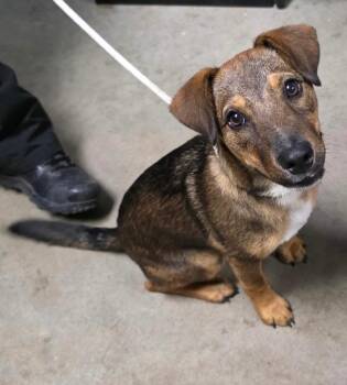Shepherd and Labrador Retriever Dogs Available for Adoption - Drake | PetCurious