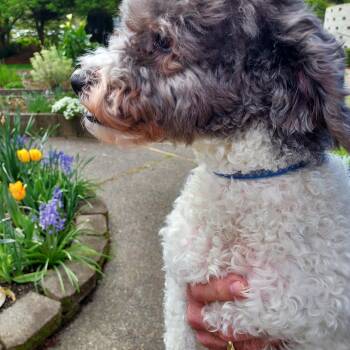Havanese and Miniature Poodle Dogs Available for Adoption in Portland, Oregon - Tayo | PetCurious