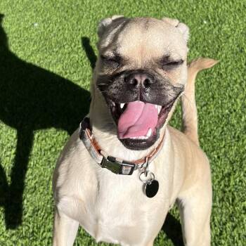 Fraser -  Pug and Mixed Breed Dog for Adoption in Las Vegas, Nevada - Fraser | PetCurious