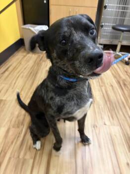 Trout -  Mixed Breed Dog for Adoption in Raleigh, North Carolina - Trout | PetCurious