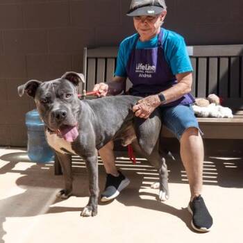 Jashii -  Mixed Breed Dog for Adoption in Chamblee, Georgia - Jashii | PetCurious