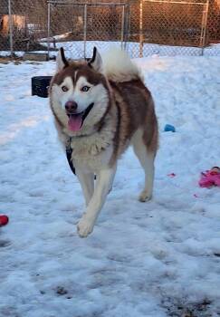 Siberian Husky Dogs Available for Adoption in West Milford, New Jersey - Milo | PetCurious