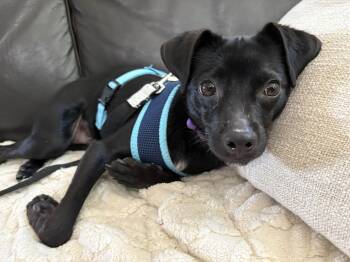 Ralph -  Chihuahua Dog for Adoption in Leesburg, Virginia - Ralph | PetCurious