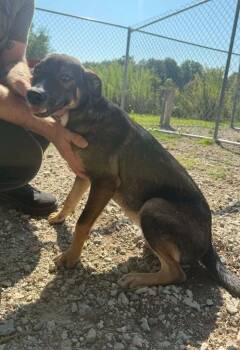 Maxine -  German Shepherd Dog and Mixed Breed Dog for Adoption in Lagrange, Indiana - Maxine | PetCurious