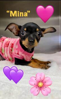 Chihuahua Dogs Available for Adoption - Mina | PetCurious