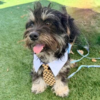 Whisk -  Miniature Poodle Dog for Adoption in Walnut Creek, California - Whisk | PetCurious