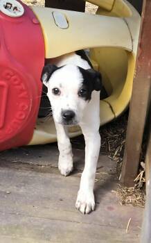Jack Russell Terrier Dogs Available for Adoption in Union Grove, Wisconsin - Bubbles | PetCurious