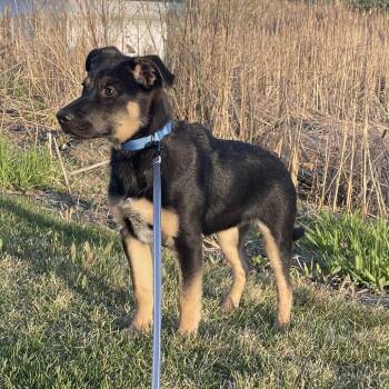 Australian Shepherd and Mixed Breed Dogs Available for Adoption in Minnetonka, Minnesota - Splendid D68405 | PetCurious