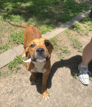 Boxer and Hound Dogs Available for Adoption in Houston, Texas - Suki | PetCurious