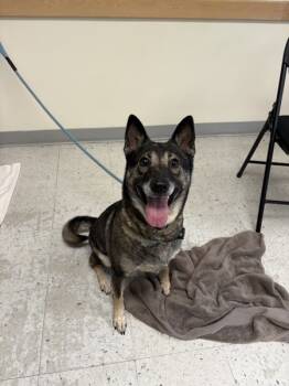 Rescue German Shepherd Dog Dogs for Adoption in Salt Lake City, Utah - Freyja | PetCurious