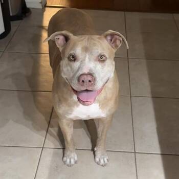 MILLIE -  Pit Bull Terrier Dog for Adoption in Camarillo, California - MILLIE | PetCurious