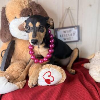 Suzie -  Miniature Pinscher Dog for Adoption in Atlanta, Texas - Suzie | PetCurious