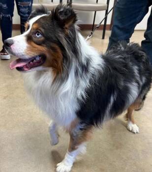 Max -  Australian Shepherd Dog for Adoption in Dallas, Texas - Max | PetCurious