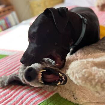 Valentin -  Black Labrador Retriever and Mixed Breed Dog for Adoption in Savannah, Georgia - Valentin | PetCurious
