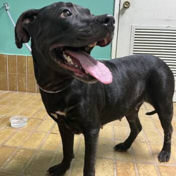IVHS-Stray-141060 -  Pit Bull Terrier Dog for Adoption in San Gabriel, California - IVHS-Stray-141060 | PetCurious