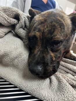 Rescue Mixed Breed Dogs for Adoption in Jacksonville, Florida - SOULJA | PetCurious