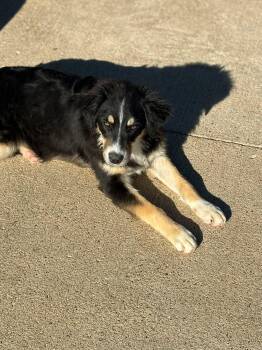 Rescue Australian Shepherd and Border Collie Dogs for Adoption in Peebles, Ohio - Tundra | PetCurious