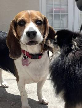 Beagle Dogs Available for Adoption in Odessa, Florida - Junie | PetCurious