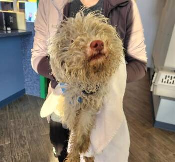 GUPPY -  Poodle and Mixed Breed Dog for Adoption in St. Louis, Missouri - GUPPY | PetCurious
