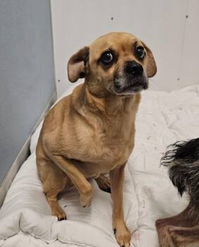Cici -  Pug and Beagle Dog for Adoption in Bloomington, Indiana - Cici | PetCurious