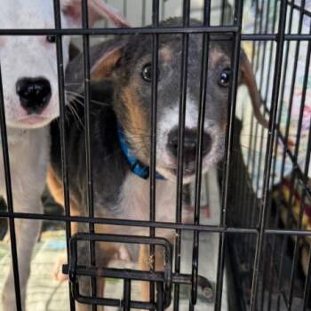 Kong -  Terrier Dog for Adoption in West Plains, Missouri - Kong | PetCurious