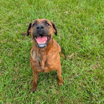 Rescue Bloodhound Dogs for Adoption in Angleton, Texas - Kalena | PetCurious