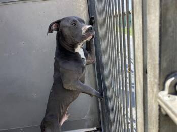 SAMMY -  Pit Bull Terrier Dog for Adoption in Camarillo, California - SAMMY | PetCurious