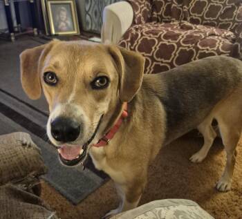 Clyde -  Beagle and Hound Dog for Adoption - Clyde | PetCurious