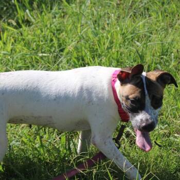 Denali -  Cattle Dog and Feist Dog for Adoption in Hattiesburg, Mississippi - Denali | PetCurious