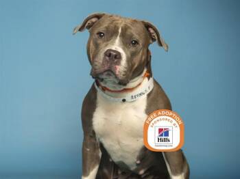 Pit Bull Terrier Dogs Available for Adoption - BABY GIRL | PetCurious