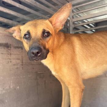 Honey Bunch -  Retriever and Mixed Breed Dog for Adoption in Edinburg, Texas - Honey Bunch | PetCurious