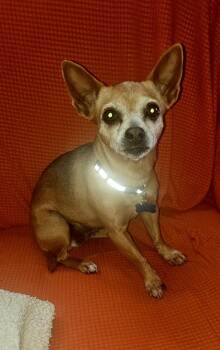 Chihuahua Dogs Available for Adoption - Cinnamon Toast | PetCurious