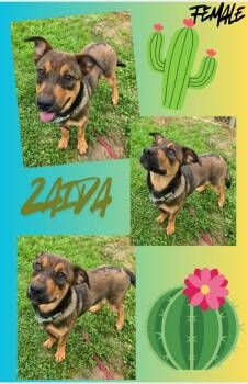 Zaida -  Shepherd and Mixed Breed Dog for Adoption in Blountville, Tennessee - Zaida | PetCurious