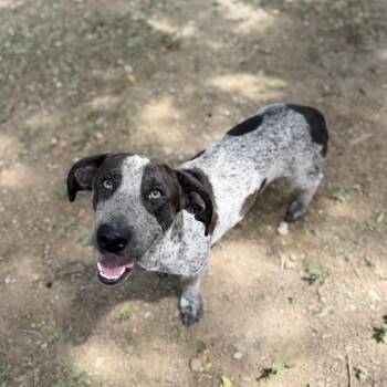 Clownery -  Basset Hound and Australian Cattle Dog Blue Heeler Dog for Adoption in Carencro, Louisiana - Clownery | PetCurious