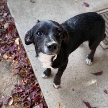 Goose -  Dachshund and Chihuahua Dog for Adoption in Mountain Center, California - Goose | PetCurious