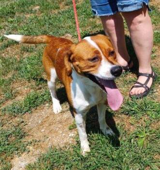 Hauss -  Beagle Dog for Adoption in Philippi, West Virginia - Hauss | PetCurious
