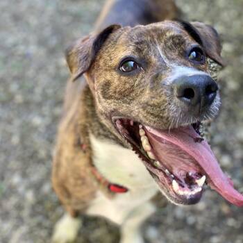 Rescue Plott Hound and Mixed Breed Dogs for Adoption in Zanesville, Ohio - Burrito | PetCurious