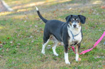 Rescue Beagle and Chihuahua Dogs for Adoption in Brick Township, New Jersey - Lulu | PetCurious