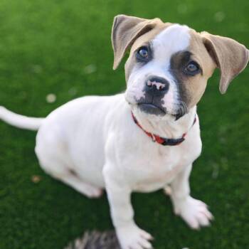 Boxer and Terrier Dogs Available for Adoption in Palm Harbor, Florida - Tommi | PetCurious