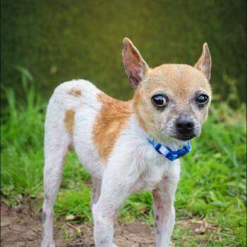 Chihuahua Dogs Available for Adoption in Lake Jackson, Texas - Geppetto | PetCurious