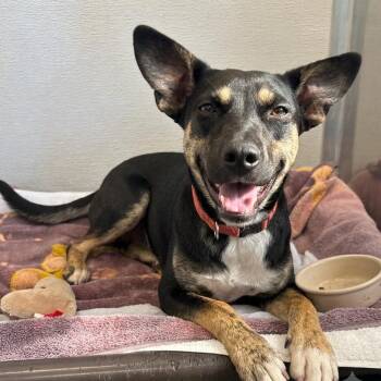 Kewpie -  Mixed Breed Dog for Adoption in Wheeling, Illinois - Kewpie | PetCurious
