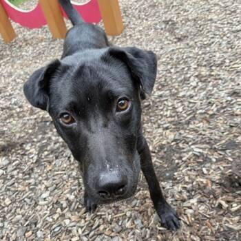 Nico -  Black Labrador Retriever Dog for Adoption in Baldwin, Maryland - Nico | PetCurious