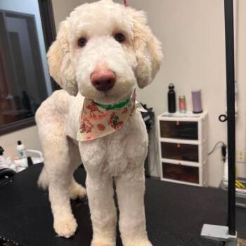 Goose -  Poodle Dog for Adoption in Nampa, Idaho - Goose | PetCurious
