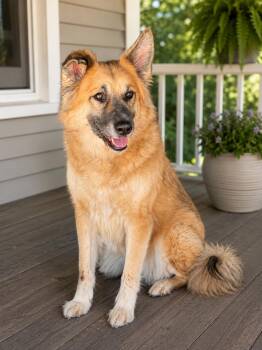 Zoe -  German Shepherd Dog Dog for Adoption in Nashville, Tennessee - Zoe | PetCurious