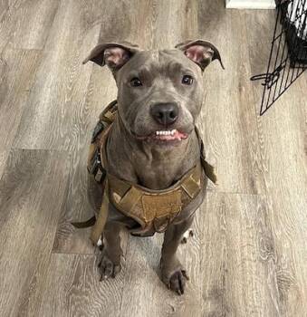 Luna -  American Staffordshire Terrier Dog for Adoption in Palmyra, Virginia - Luna | PetCurious