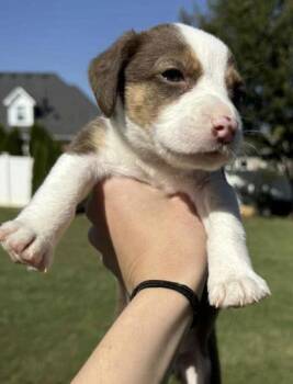July -  Beagle and Mixed Breed Dog for Adoption in Bridgewater, New Jersey - July | PetCurious