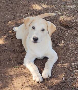 Rescue Retriever and Mixed Breed Dogs for Adoption in Longview, Texas - Argon | PetCurious