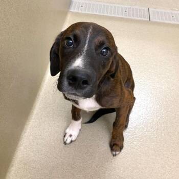 Doug -  Hound Dog for Adoption in Monroe, Georgia - Doug | PetCurious